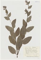 藏品(山濱紫草)的圖片